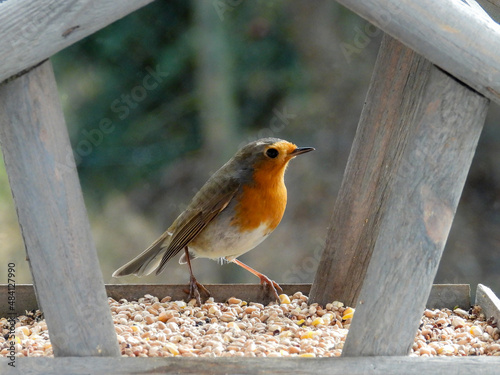 Robin in a bird feeder