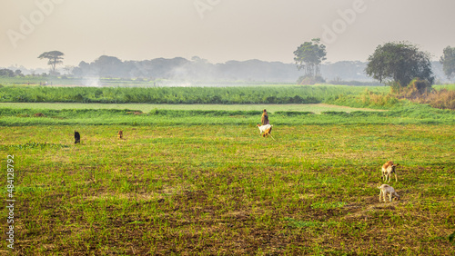 The local people are feeding grass to goats in the field in winter. The image I captured on January 17, 2022, from Keranigonj, Bangladesh, South Asia. photo