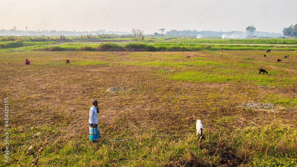 The local people are feeding grass to goats in the field in winter. The image I captured on January 17, 2022, from Keranigonj, Bangladesh, South Asia. The local people are feeding grass to goats in the field in winter. The image I captured on January 17, 2022, from Keranigonj, Bangladesh, South Asia.