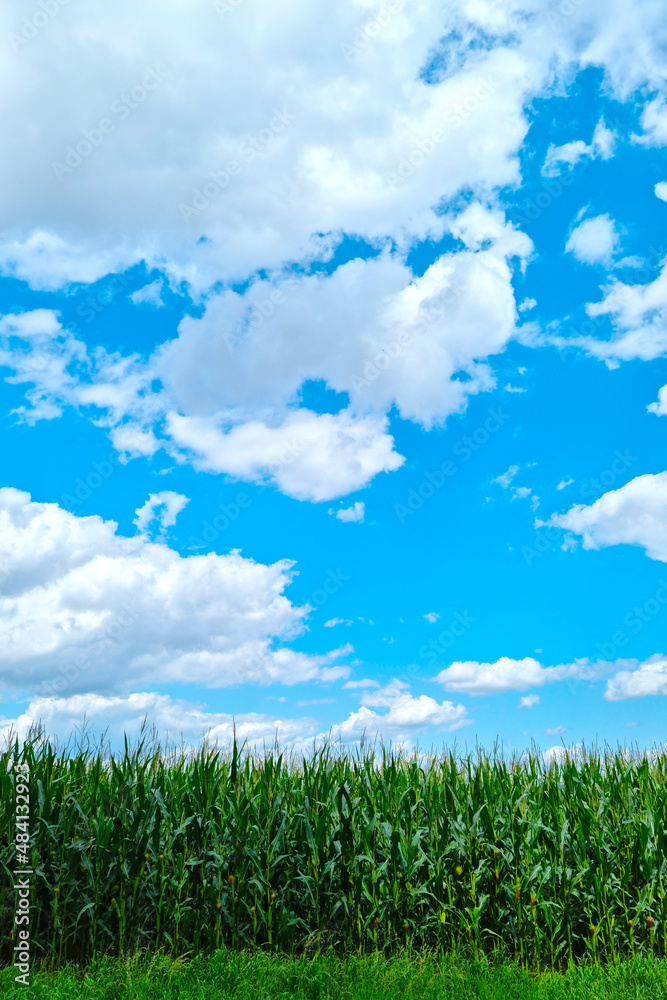 Young green corn against the blue sky. Young green corn against the blue sky.