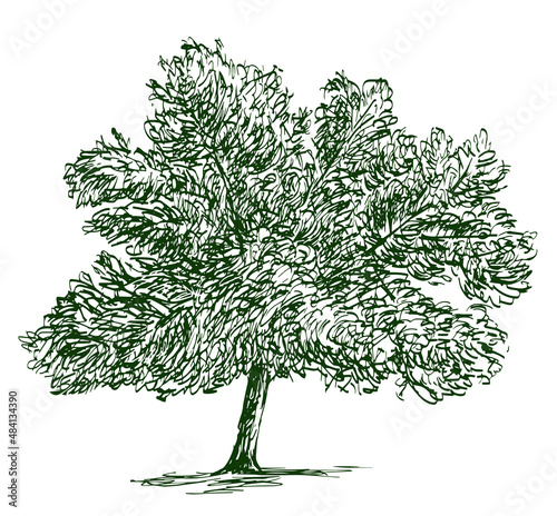 Sketch of single deciduous tree with lush foliage in summer