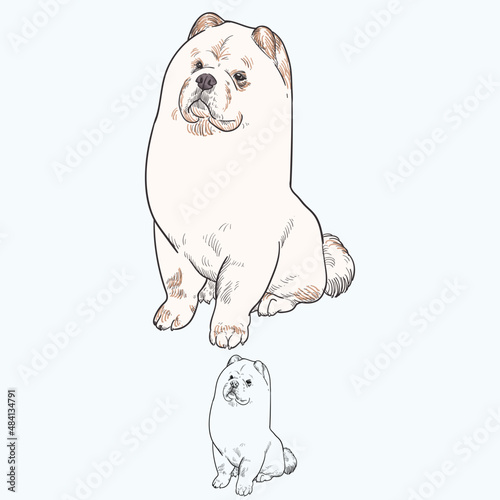 Vintage hand drawn sketch  colored after grooming puppy