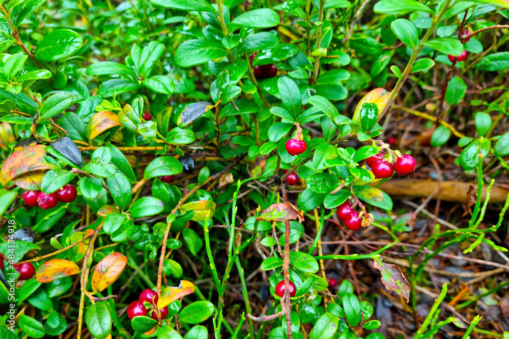 Young red cranberries grow in the swamp in autumn.