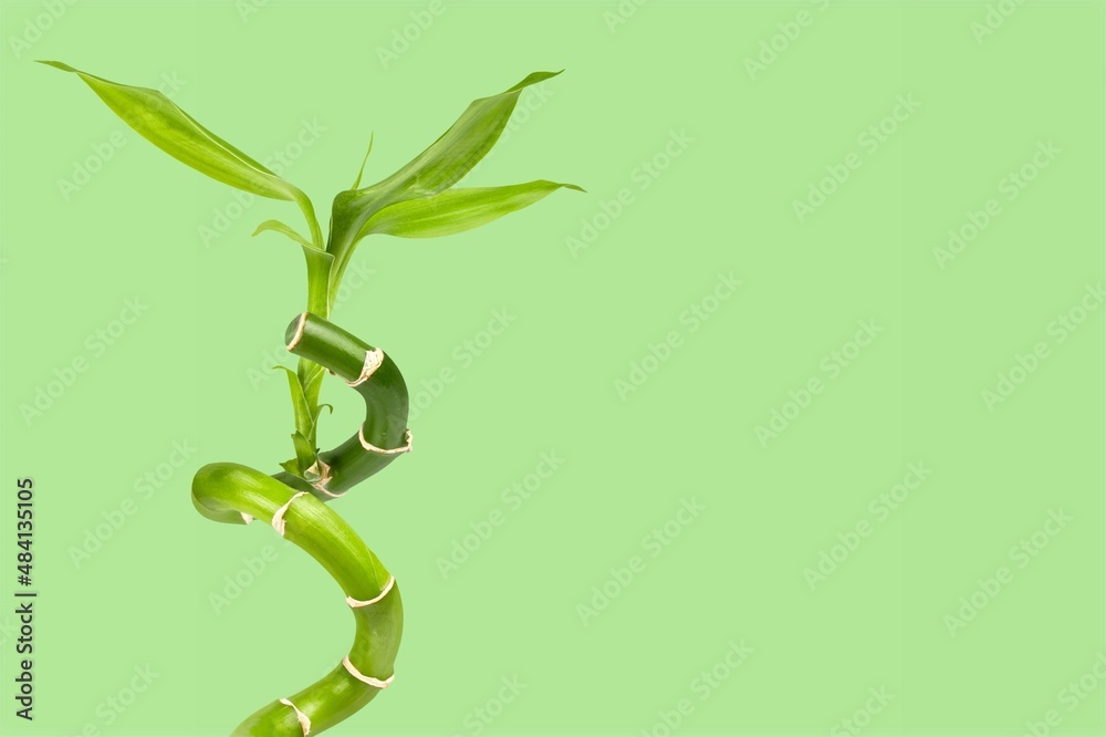 Fototapeta premium Green bamboo with leaves, nature concept