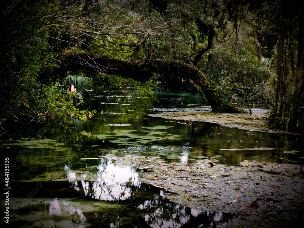 Florida Spring feed River Head Florida Spring feed River Head
