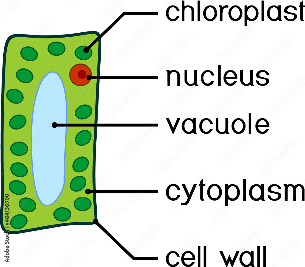 Simplified structure of plant cell (chloroplast, nucleus, vacuole ...