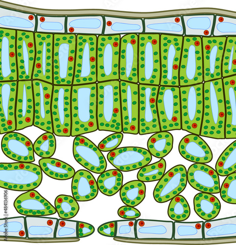 Sectional diagram of plant leaf structure. Cross-section through a leaf