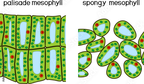 Palisade and spongy mesophyll. Structure and types of assimilation plant tissue photo