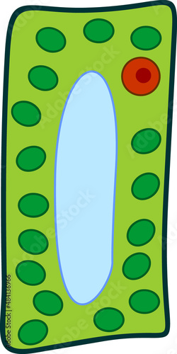 Simplified structure of plant cell (chloroplast, nucleus, vacuole, cytoplasm and cell wall). Educational material for preschool children
