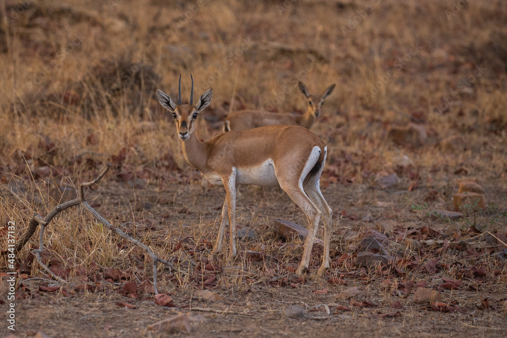 Indian gazell male in a beautiful place in india/wild animal in the nature habitat/India/chinkara stag Indian gazell male in a beautiful place in india/wild animal in the nature habitat/India/chinkara stag