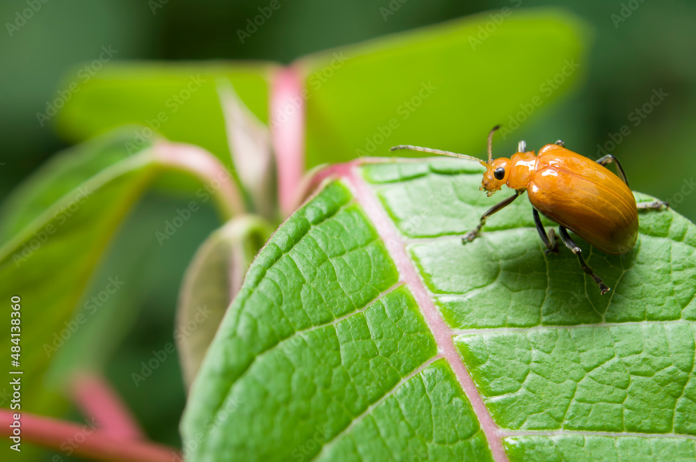 Close-up macro little orange beetle bug on green leaves Close-up macro little orange beetle bug on green leaves