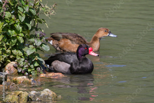 A pair of Red billed duck swimming with reflections in the water