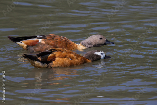 A pair of White faced duck swimming with reflections in the water