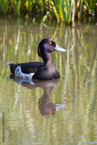 A Tufted duck swimming with reflections in the water