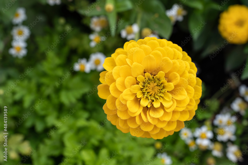 Decorative spherical yellow dahlia flower on a green background. Garden dahlia plant close-up in the garden in the morning. Decorative spherical yellow dahlia flower on a green background. Garden dahlia plant close-up in the garden in the morning.