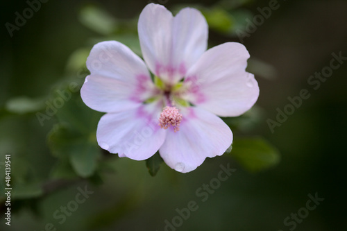 Flora of Gran Canaria - flowering Malva acerifolia tree endemic to Canary Islands natural macro floral background 