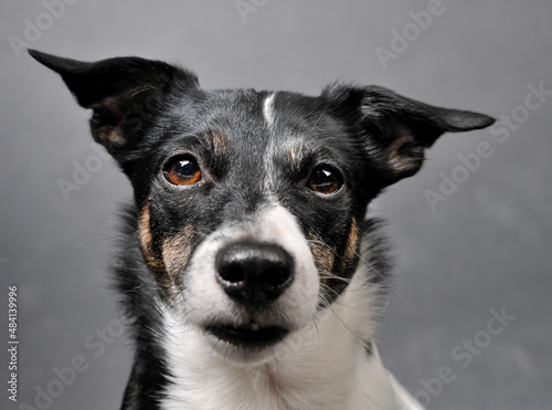 A black and white dog with brown eyes looks directly at the viewer, ideal for cropping.
