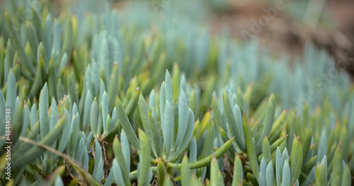 Curio repens aga blue finger plant attractive succulent leaves natural macro floral background
