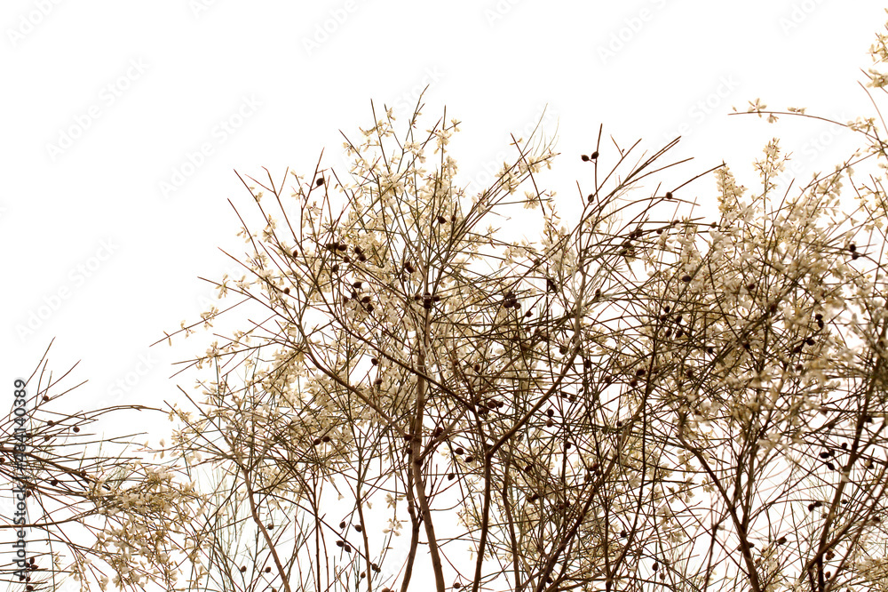 flora of Gran Canaria - Retama rhodorhizoides, broom species endemic to Canary Islands
flora of Gran Canaria - Retama rhodorhizoides, broom species endemic to Canary Islands