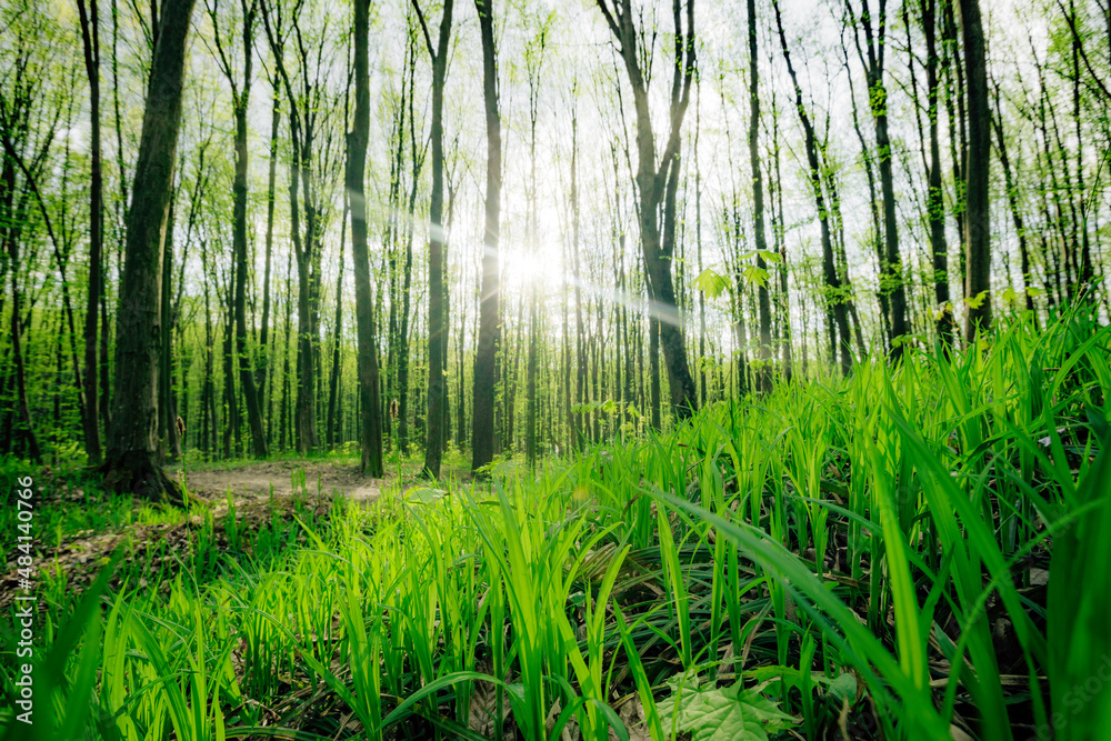 Fototapeta premium a spring forest trees. nature green wood sunlight backgrounds.