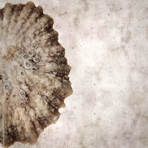 stylish textured old paper background with limpet shells
 photo