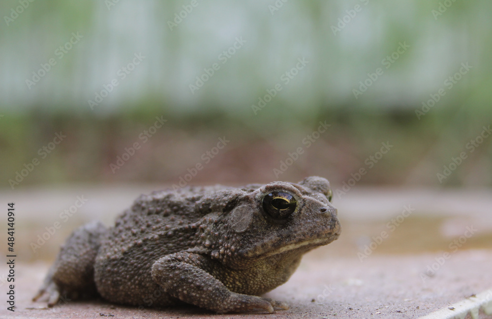 Texas Toad Anaxyrus speciosus in Organic Garden Texas Toad Anaxyrus speciosus in Organic Garden