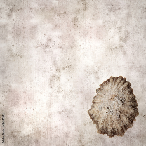 stylish textured old paper background with limpet shells 