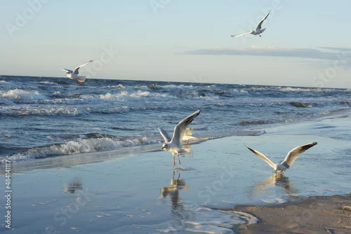 Obraz Mewy, fale i plaża, Rogowo 23.08.2014 r.