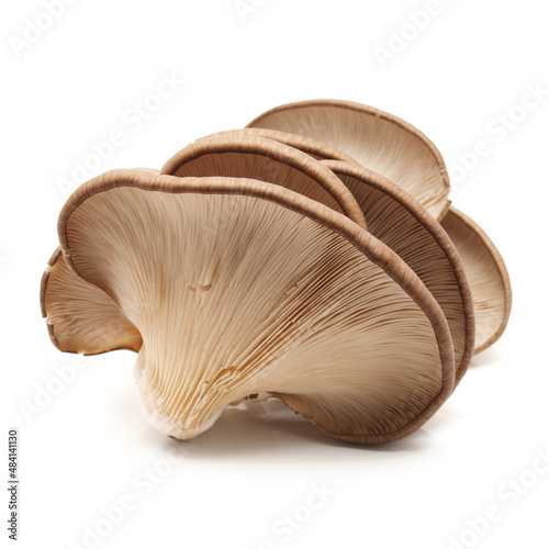 oyster mushroom isolated on white
