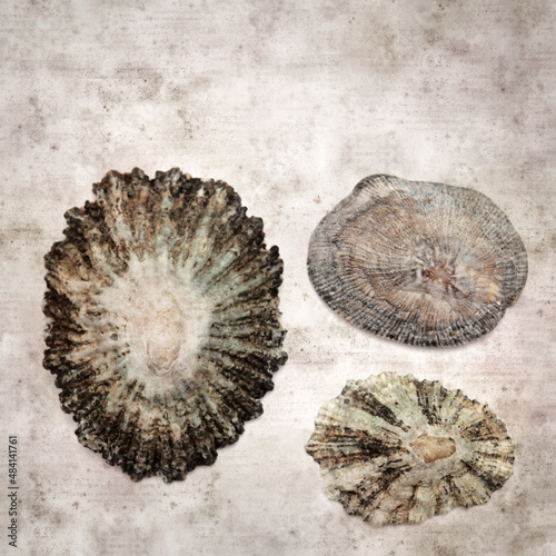 stylish textured old paper background with limpet shells
 photo