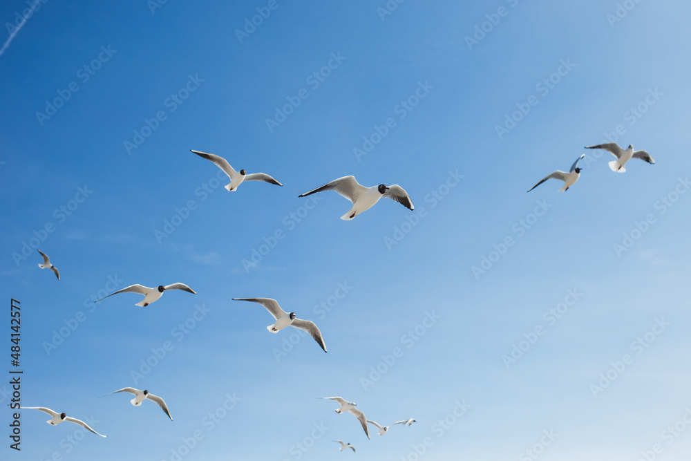 Flight of many seagulls. Birds isolated on sunny bright clear blue sky background Flight of many seagulls. Birds isolated on sunny bright clear blue sky background