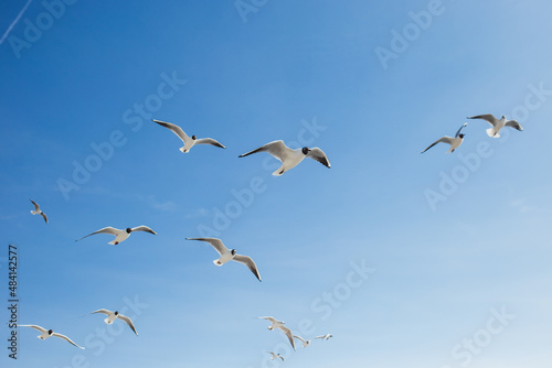 Flight of many seagulls. Birds isolated on sunny bright clear blue sky background