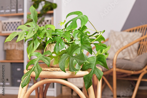 Obraz na plátně Tropical 'Rhaphidophora Tetrasperma' houseplant in flower pot on table in boho s