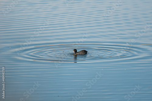 American Coot and water ripples on a pond