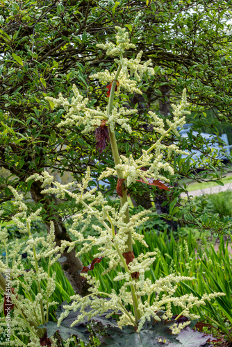 Rheum Palmatum var Tanguticum a late spring summer flowering plant with a dark pink summertime flower, stock photo image