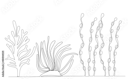 seaweed one line drawing ,vector, isolated