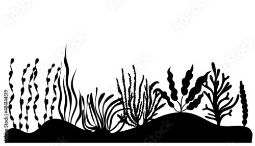 seaweed silhouette ,on white background, vector
