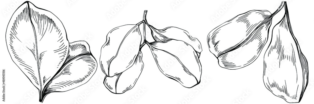 Carob Sketch forest leaves isolated, suitable for nature concept, summer and holiday. Black and white clip art isolated. Antique vintage engraving illustration for emblem. Herbal medicine. Carob Sketch forest leaves isolated, suitable for nature concept, summer and holiday. Black and white clip art isolated. Antique vintage engraving illustration for emblem. Herbal medicine.