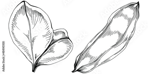 Carob Sketch forest leaves isolated, suitable for nature concept, summer and holiday. Black and white clip art isolated. Antique vintage engraving illustration for emblem. Herbal medicine.