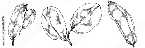 Carob Sketch forest leaves isolated, suitable for nature concept, summer and holiday. Black and white clip art isolated. Antique vintage engraving illustration for emblem. Herbal medicine.