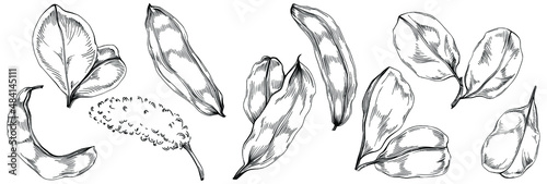 Carob Sketch forest leaves isolated, suitable for nature concept, summer and holiday. Black and white clip art isolated. Antique vintage engraving illustration for emblem. Herbal medicine.
