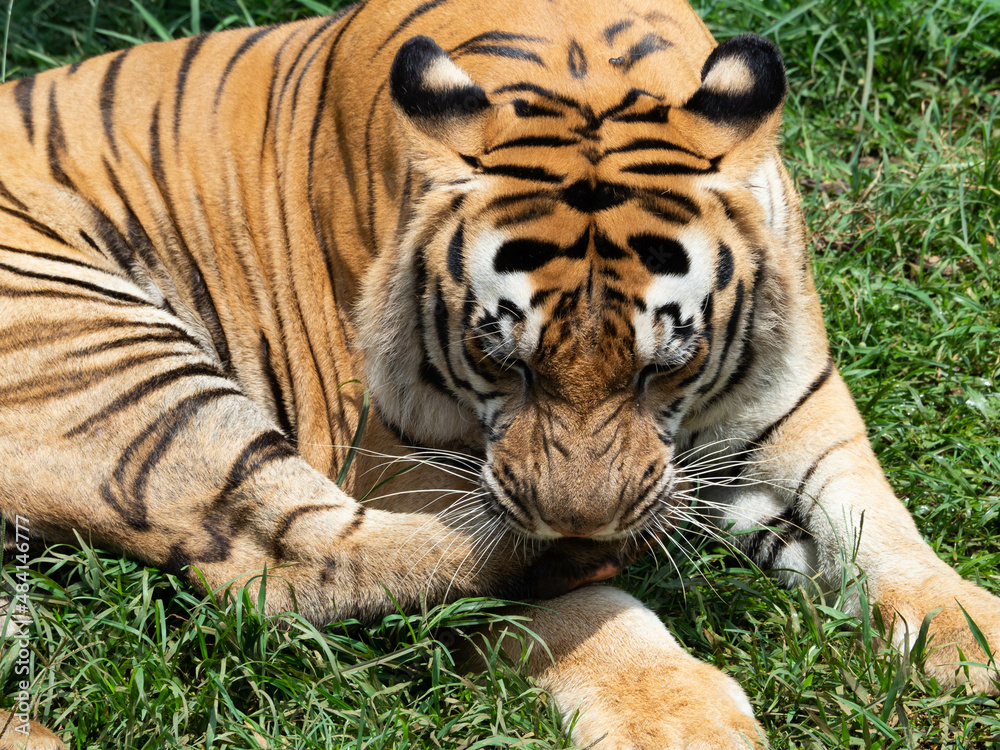 Picture of a tiger, panthera tigris Picture of a tiger, panthera tigris