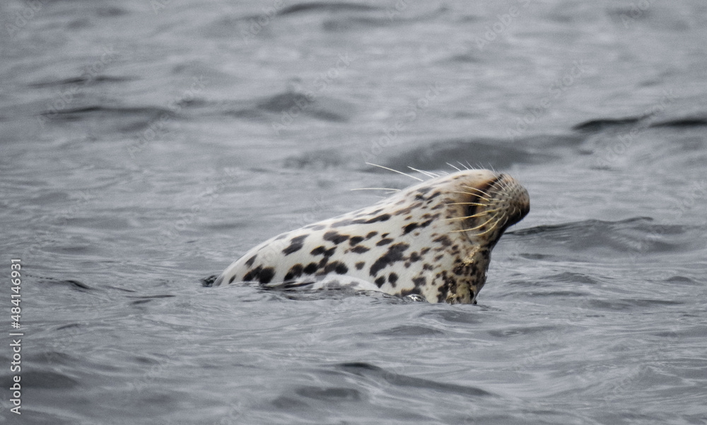 Fototapeta premium seal