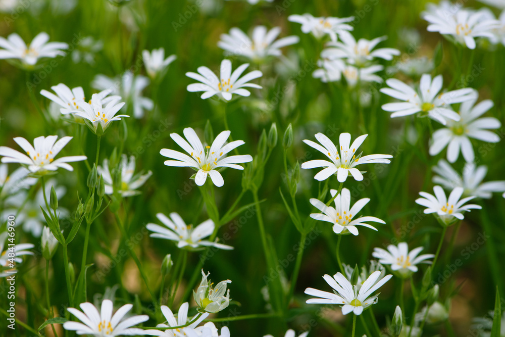 Stellaria holostea. delicate forest flowers of the chickweed, Stellaria holostea or Echte Sternmiere. floral background. white flowers on a natural green background. close-up Stellaria holostea. delicate forest flowers of the chickweed, Stellaria holostea or Echte Sternmiere. floral background. white flowers on a natural green background. close-up