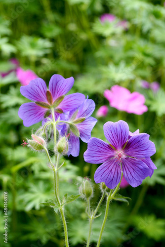 lilac  geranium  background  beautiful  beauty  bloom  blooming  blossom  botany  branch  bright  cape periwinkle  catharanthus  closeup  colorful  field  flora  floral  flower  focus  fresh  garden  