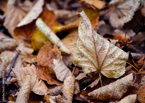 Dry leaves on the ground in a beautiful autumn forest. autumn background, fallen leaves in a forest or park. Grove. walk in the fresh air. selective soft focus. autumn colors, beautiful season