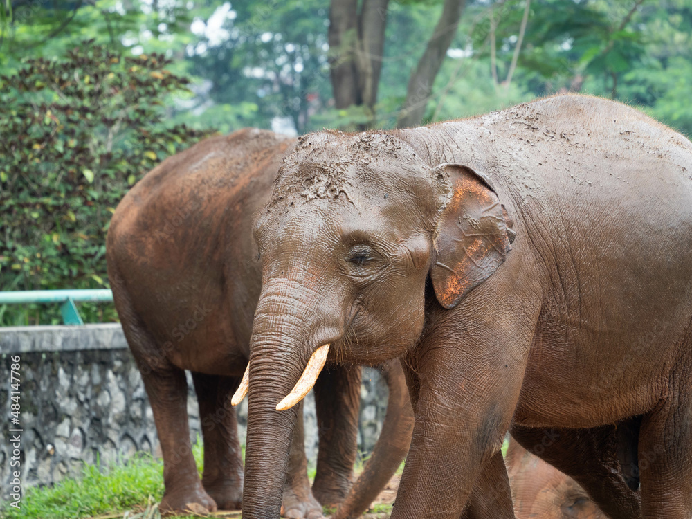 Fototapeta premium Picture of elephants on a zoo