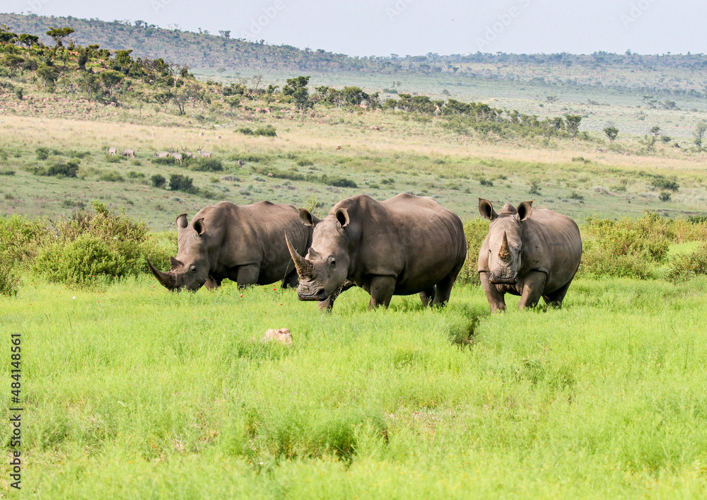 Three White Rhinos grazing in open grasslands of the Waterberg Region of South Africa. Three White Rhinos grazing in open grasslands of the Waterberg Region of South Africa.