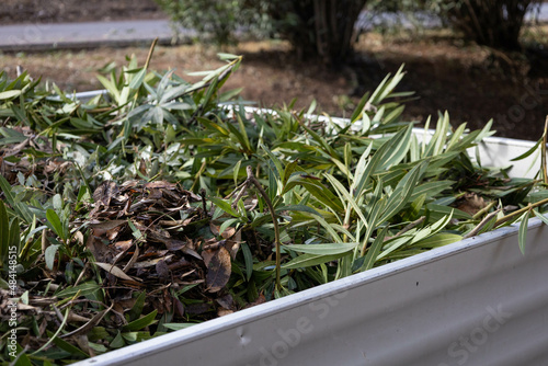 Branches in the pick up to be transported to the deposit of branches