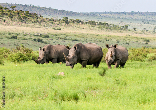 Three White Rhinos grazing in open grasslands of the Waterberg Region of South Africa.